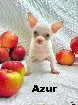 Chihuahua M&acirc;le mini yeux bleu Garantie.top Qualit&eacute;