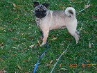 Chiens  Males  Reproducteur  