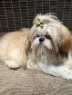 Chiens  Males  Reproducteur  