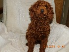 Chiens  Males  Reproducteur  