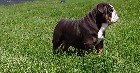Chiens  Males  Reproducteur  