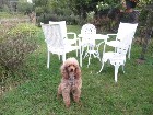 Chiens  Males  Reproducteur  