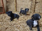 Chiots mastiff /bully