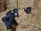 Chiots mastiff /bully
