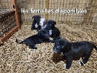Chiots mastiff /bully