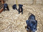 Chiots mastiff /bully