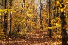 Notre-Dame-du-Mont-Carmel (Mauricie)Terre &agrave; bois